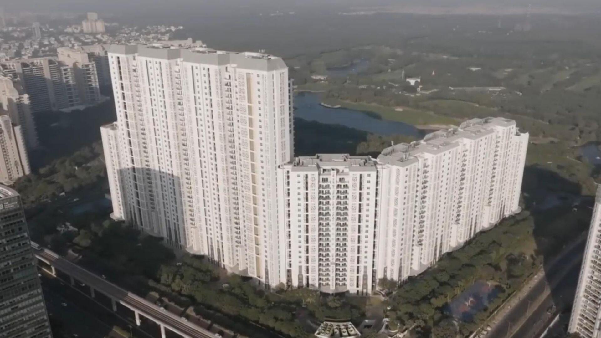 DLF Camellias
